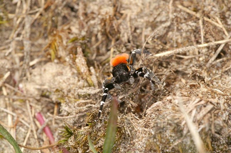 Eresus_sandaliatus_D3027_Z_86_NP De Hoge Veluwe_Nederland.jpg